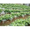 馬鈴薯種植地膜哪里有賣，廣西地膜生產(chǎn)廠家