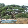 大量供應苗木銷售，[青海宏博農林]油松品種優(yōu)異